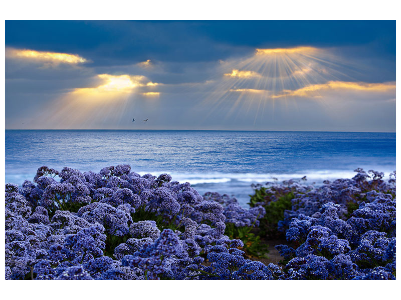 panoramic-3-piece-canvas-print-lavender-and-sea