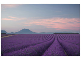 4-piece-canvas-print-lavender-field
