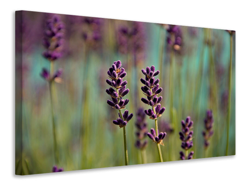 3-piece-canvas-print-lavender-in-xl