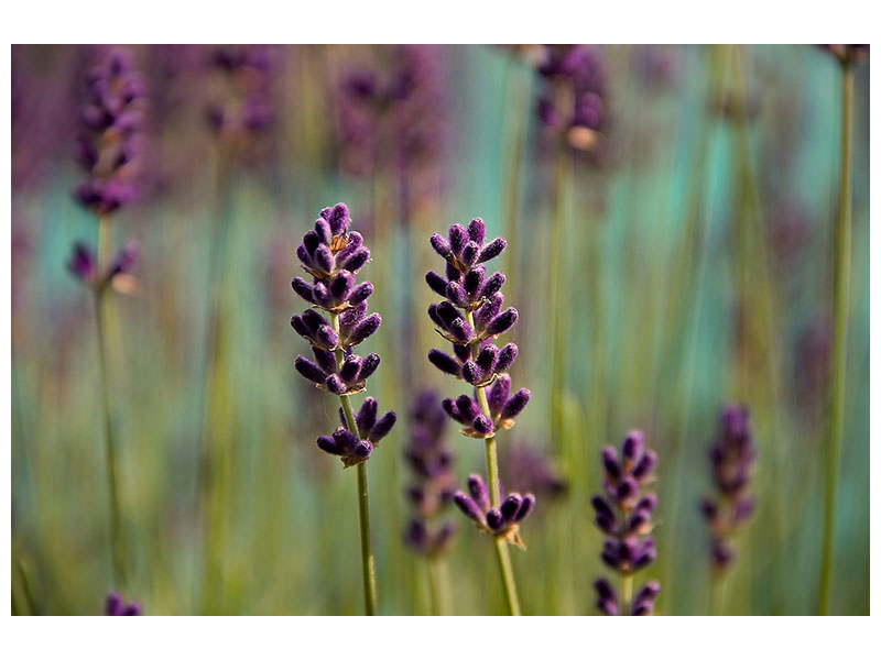 panoramic-3-piece-canvas-print-lavender-in-xl