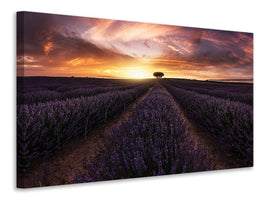 4-piece-canvas-print-lavender-sunset