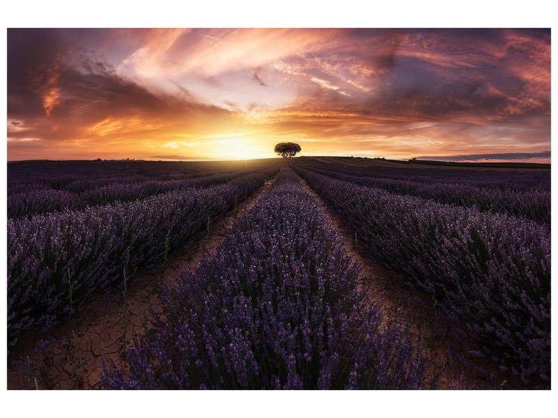 4-piece-canvas-print-lavender-sunset