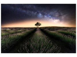 panoramic-3-piece-canvas-print-lavender-way