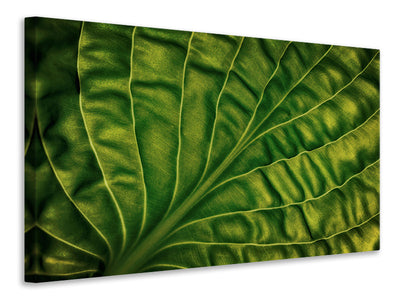 3-piece-canvas-print-leaf-of-a-hosta