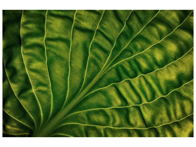 modern-3-piece-canvas-print-leaf-of-a-hosta