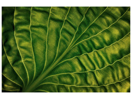 3-piece-canvas-print-leaf-of-a-hosta