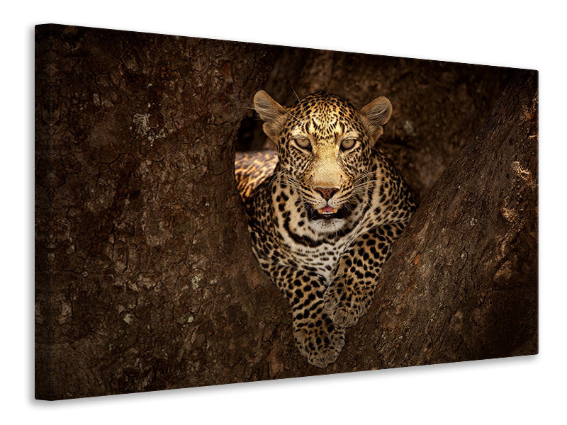 modern-4-piece-canvas-print-leopard-resting-on-a-tree-at-masai-mara