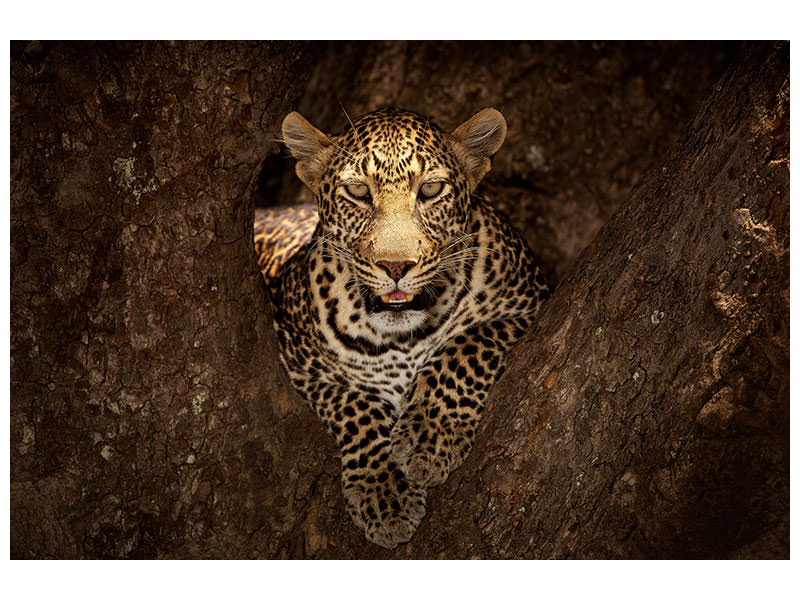 4-piece-canvas-print-leopard-resting-on-a-tree-at-masai-mara