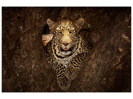 modern-3-piece-canvas-print-leopard-resting-on-a-tree-at-masai-mara