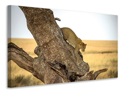 modern-3-piece-canvas-print-leopard-serengheti-tanzania