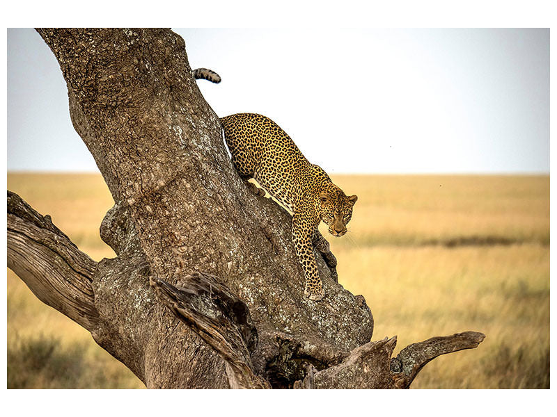 5-piece-canvas-print-leopard-serengheti-tanzania