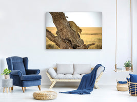 3-piece-canvas-print-leopard-serengheti-tanzania