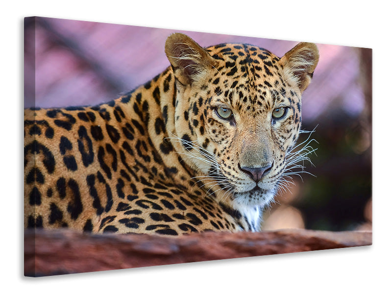 modern-4-piece-canvas-print-leopard