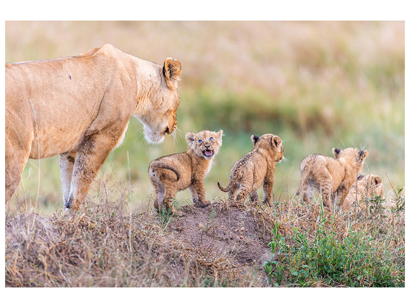 3-piece-canvas-print-lets-go-mom