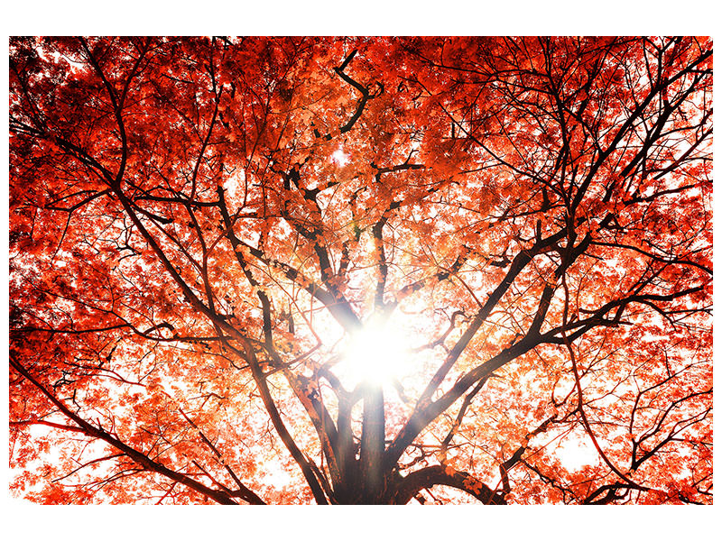 panoramic-canvas-print-light-of-autumn