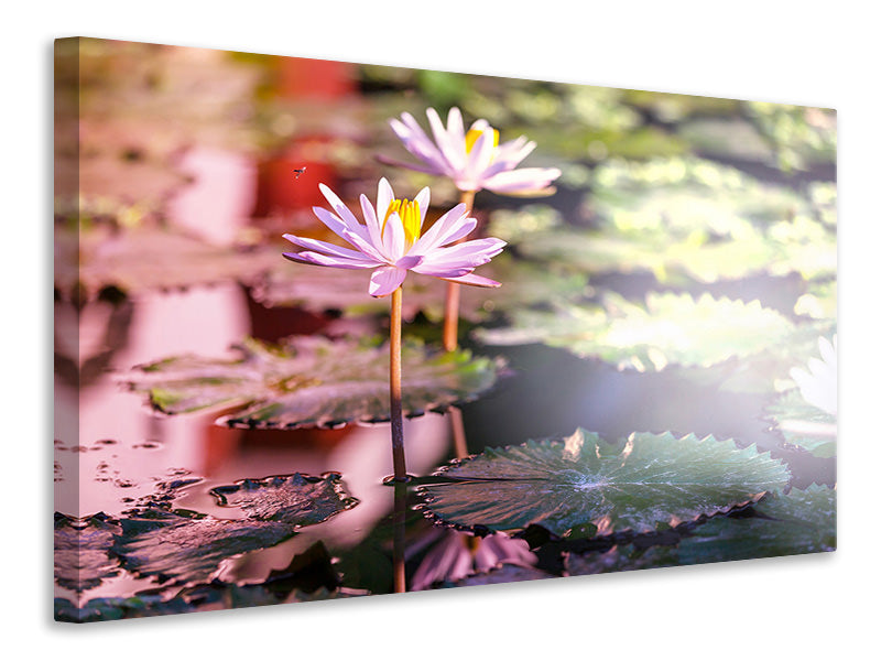4-piece-canvas-print-lilies-in-pond