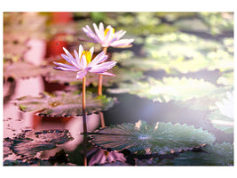 5-piece-canvas-print-lilies-in-pond