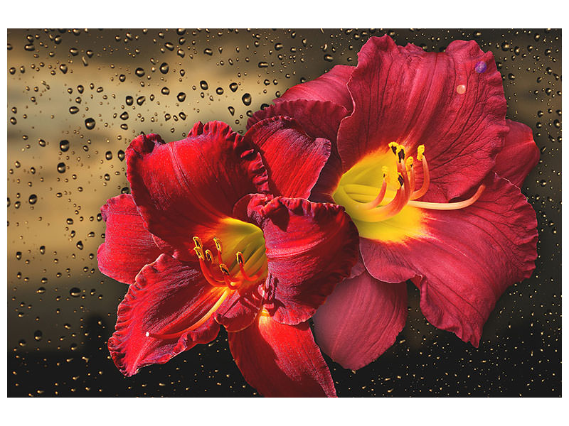 modern-4-piece-canvas-print-lily-flowers-with-water-drops