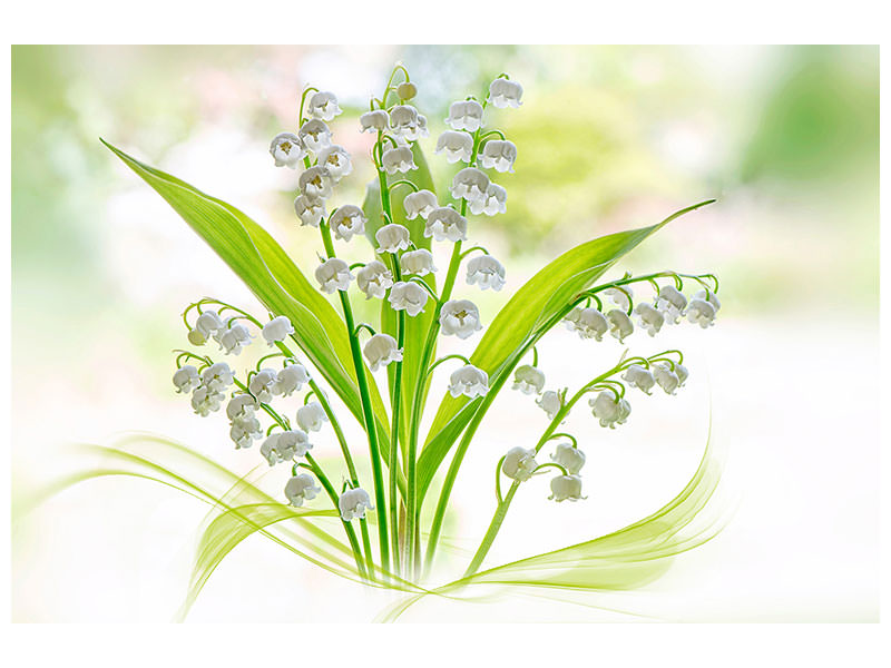 panoramic-3-piece-canvas-print-lily-of-the-valley-ii