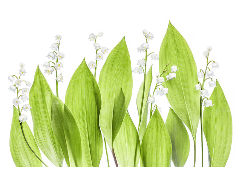 modern-4-piece-canvas-print-lily-of-the-valley