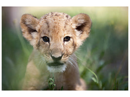 5-piece-canvas-print-lion-baby