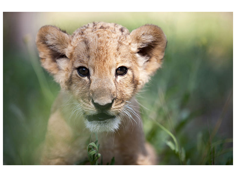 modern-4-piece-canvas-print-lion-baby
