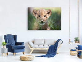 5-piece-canvas-print-lion-baby