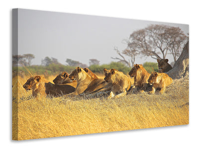 panoramic-3-piece-canvas-print-lion-family