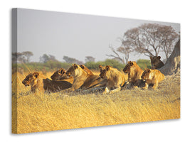 panoramic-canvas-print-lion-family