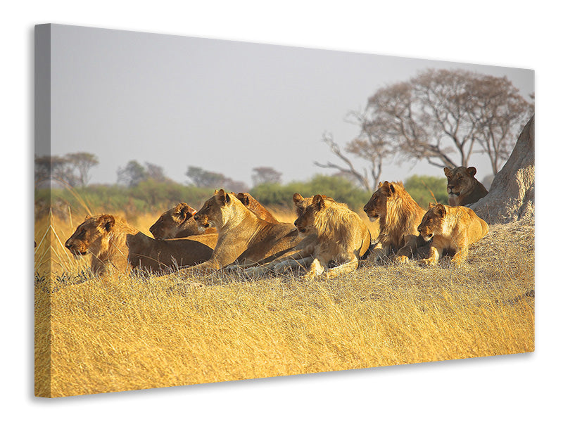 panoramic-canvas-print-lion-family