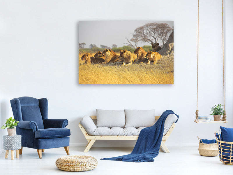 panoramic-canvas-print-lion-family