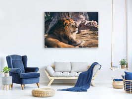 3-piece-canvas-print-lion-is-sunning-himself