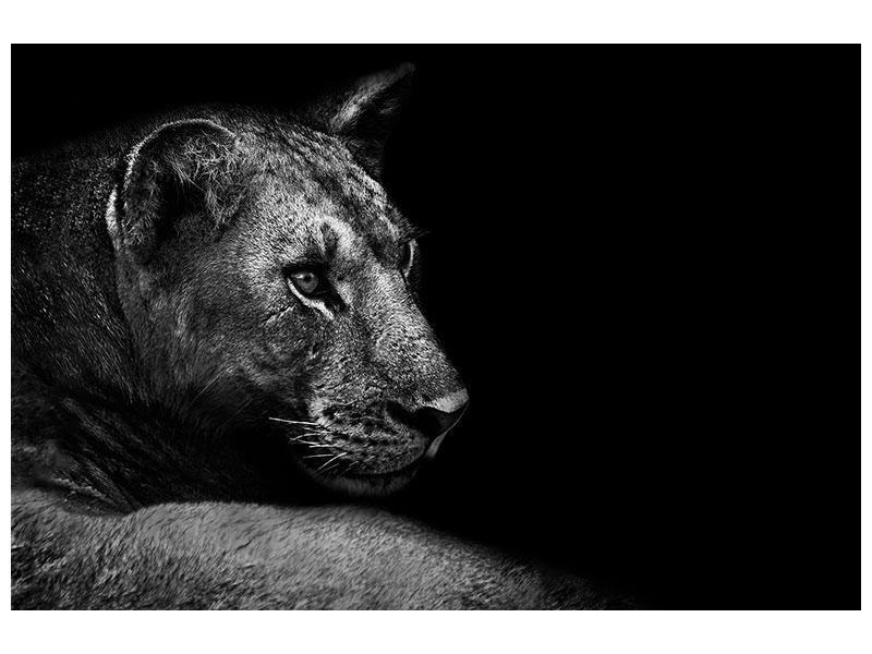 3-piece-canvas-print-lion