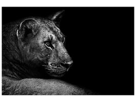 panoramic-canvas-print-lion