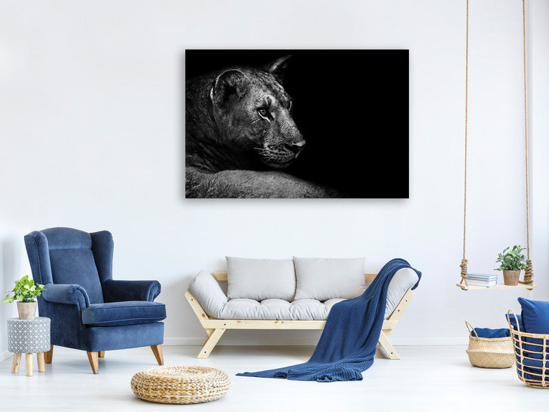 panoramic-3-piece-canvas-print-lion