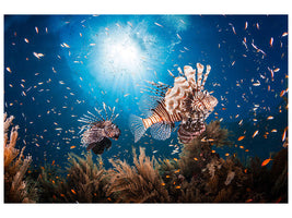 5-piece-canvas-print-lionfish-ii