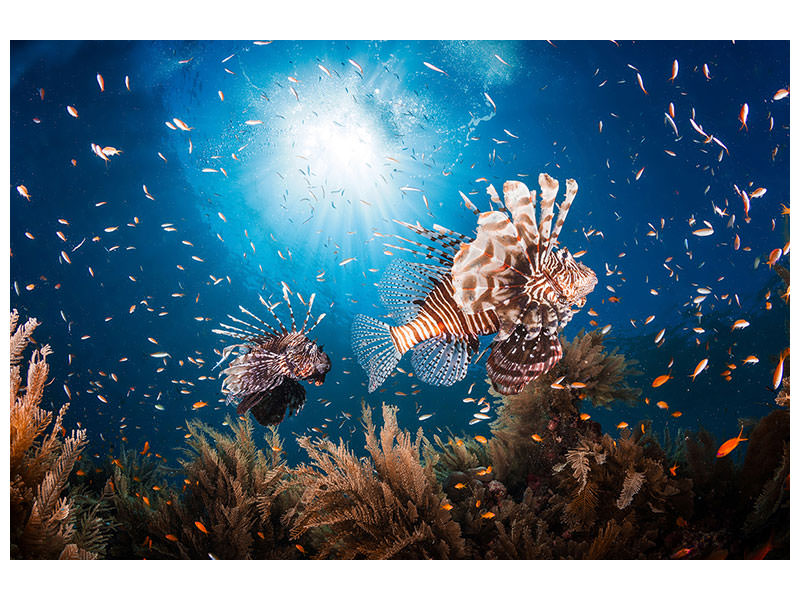3-piece-canvas-print-lionfish-ii