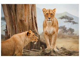 3-piece-canvas-print-lions-in-africa