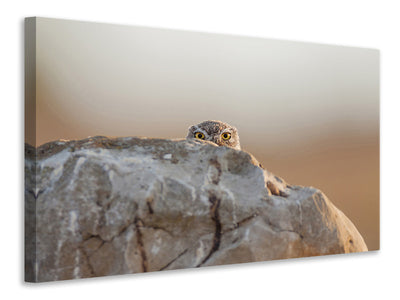 3-piece-canvas-print-little-owl