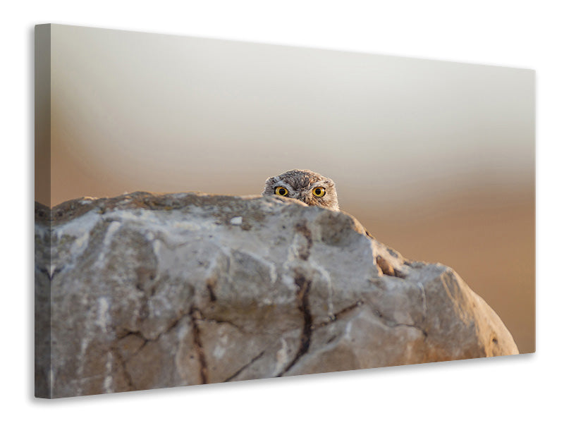 5-piece-canvas-print-little-owl