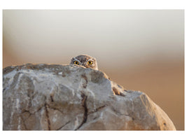 panoramic-3-piece-canvas-print-little-owl