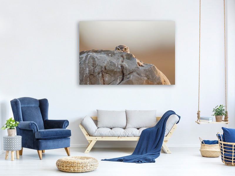 5-piece-canvas-print-little-owl