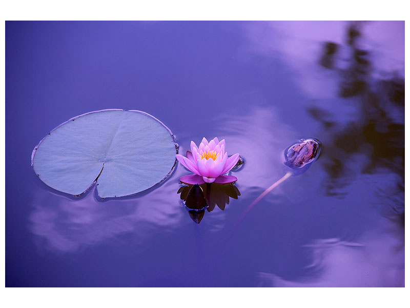 5-piece-canvas-print-lotus-flower