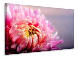 3-piece-canvas-print-macro-chrysanthemum