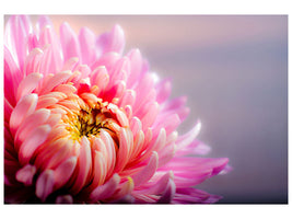 3-piece-canvas-print-macro-chrysanthemum