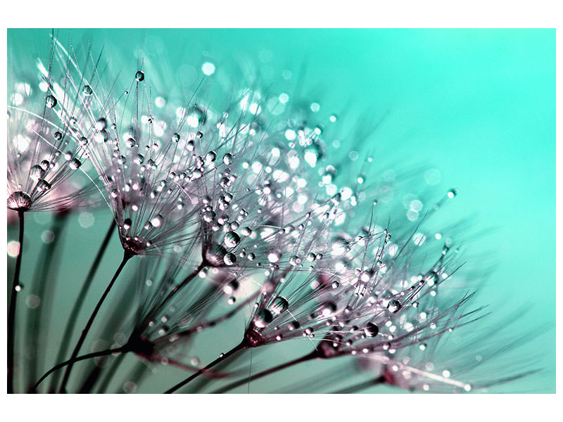 4-piece-canvas-print-macro-dandelion-p