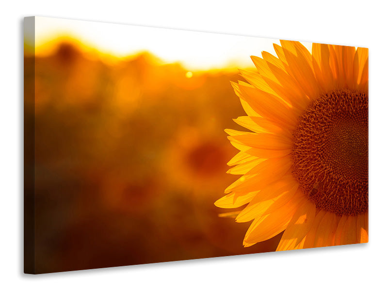 panoramic-3-piece-canvas-print-macro-sunflower