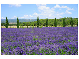 3-piece-canvas-print-magnificent-lavender-field