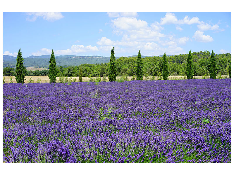 3-piece-canvas-print-magnificent-lavender-field