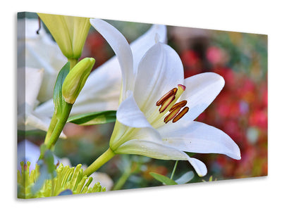 5-piece-canvas-print-magnificent-lily-in-white